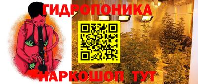 спайс Кингисепп